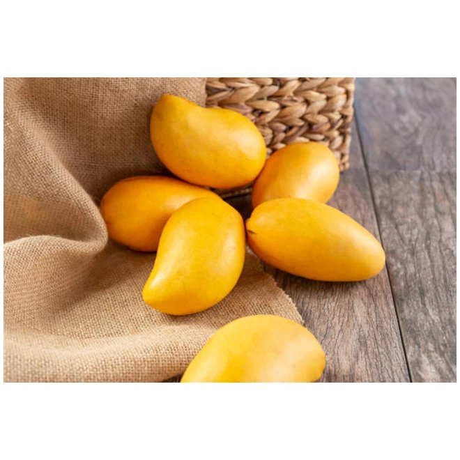 Healthy Fresh Premium Mangoes 4 Varieties (ataulfo, Kent, Keitt, Tommy Atkins) - High Quality, Best Price, Directly From Mexico