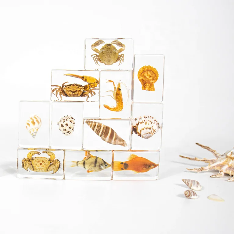 Educational Real fish Insect Paperweight Taxidermy Specimen in Resin Educational Supplies Biological for Teaching Resources