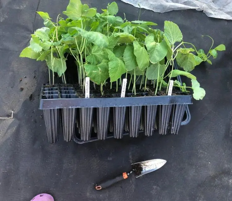 paper pot plant seedling trays vegetable seeds planting flower eco-friendly biodegradable cup