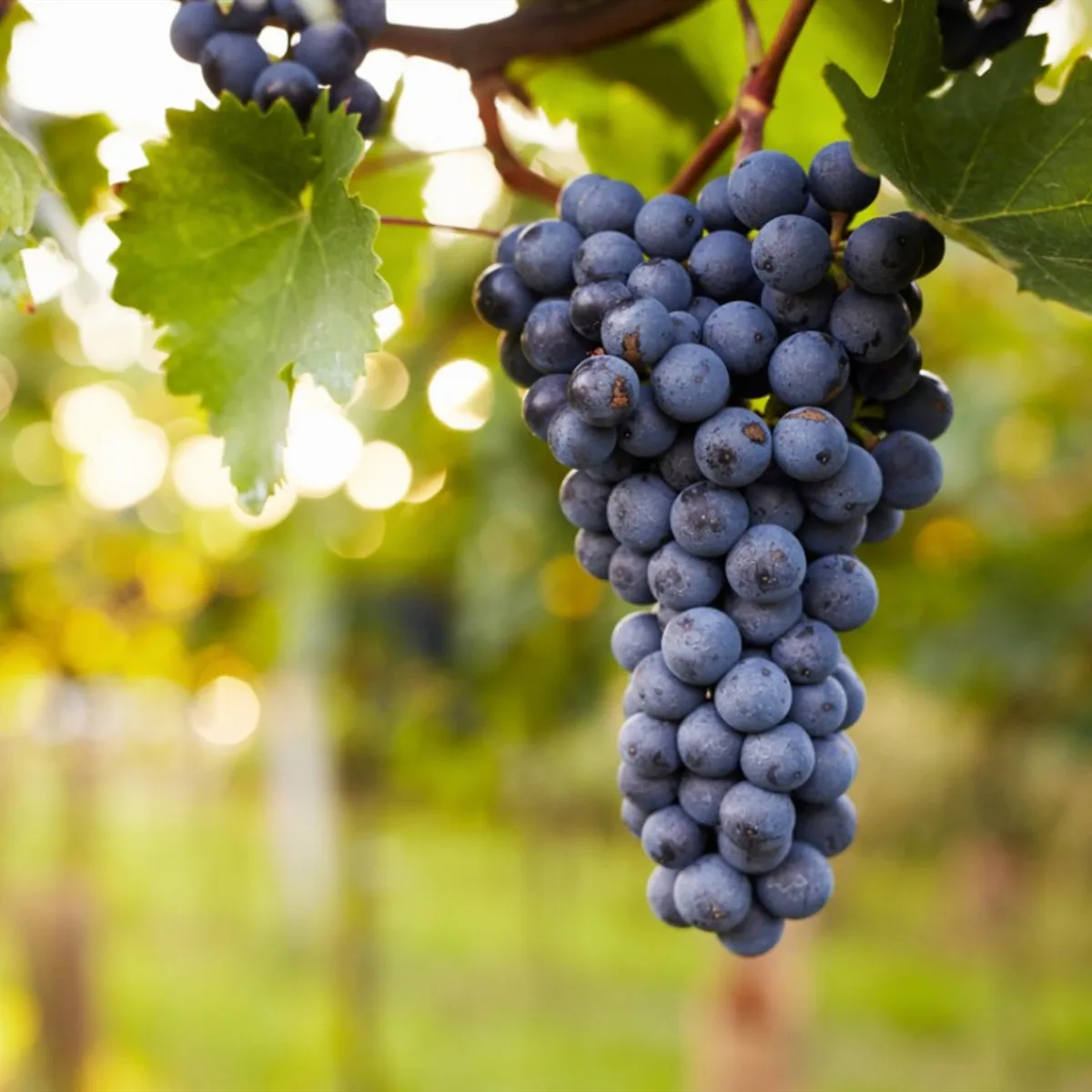 Manufacture Top Quality Crimson Seedless Shine Muscat Red Grapes