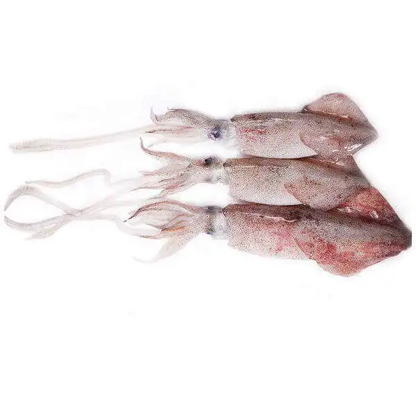 frozen illex squid whole round Chinese Loligo Squid frozen illex squid for sale