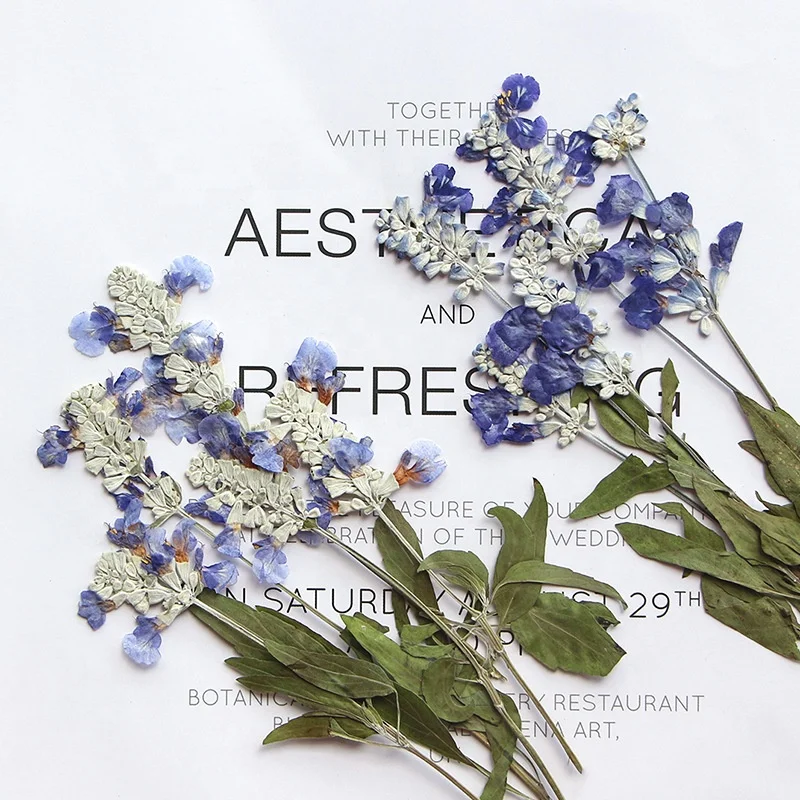 12pcs/pack Sage with Leaf For Resin Epoxy Wax Seal Wedding Photo Frame Eco-friendly Real Pressed Flower