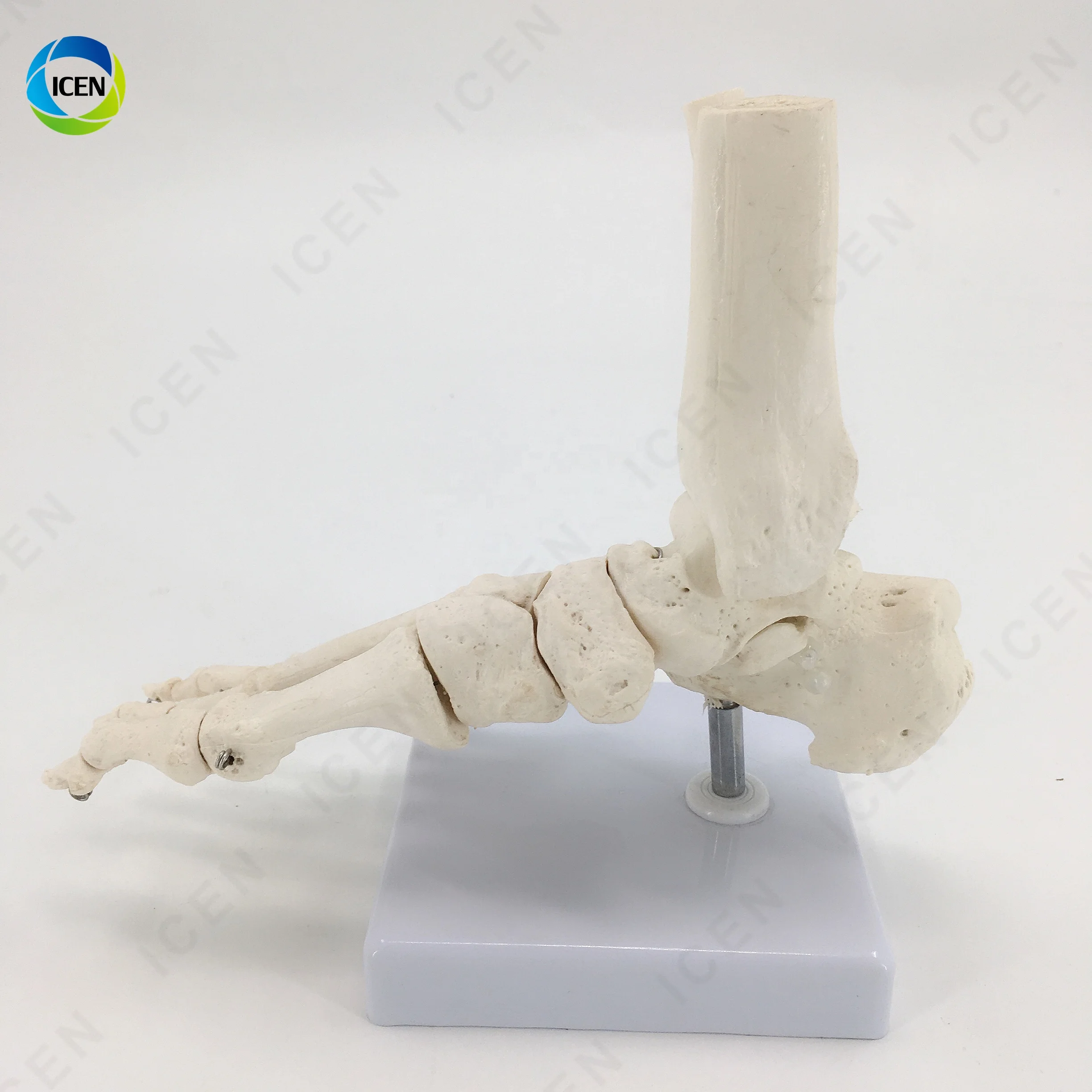 IN-M12 гибкая модель кости стопы голеностопного сустава Скелет анатомический медицинский обучающий инструмент