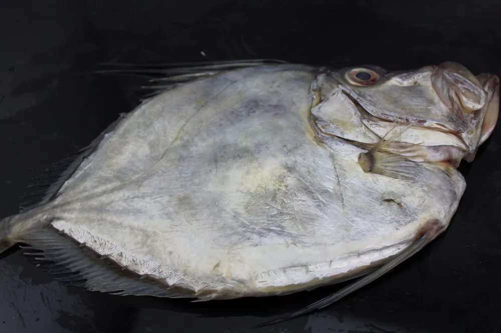 
frozen john dory fillet skin on 