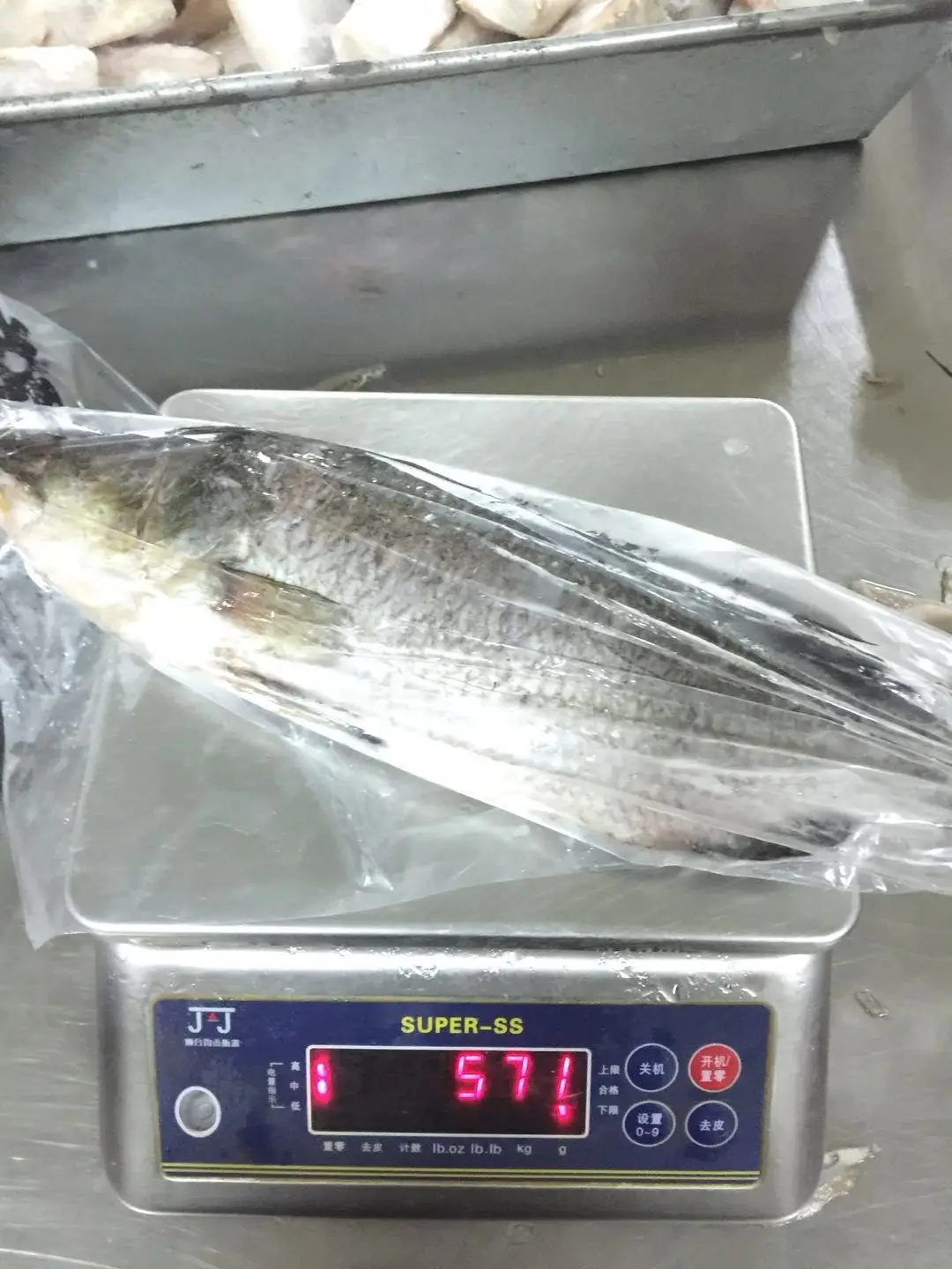 Frozen  Fish whole round for sale  Sea Bass