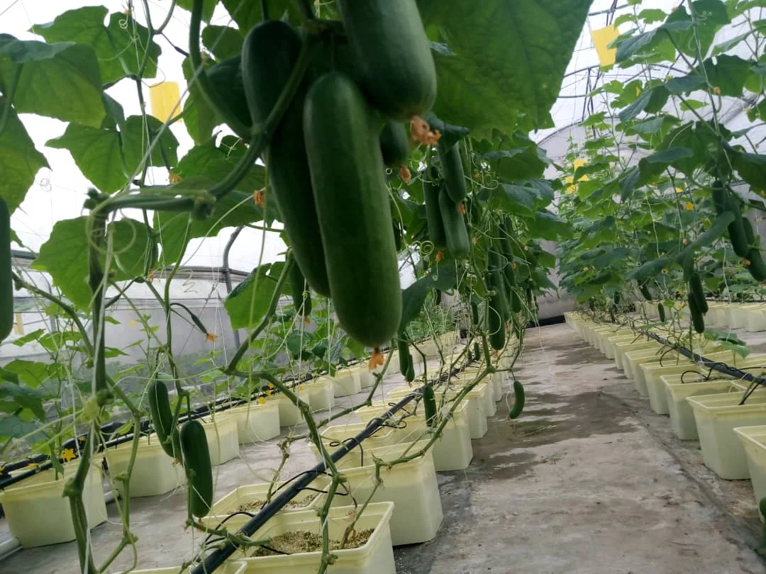 Лидер продаж 2022 г и н материал для пищевых продуктов использования в томатных огурцах гидропонном голландском ведре