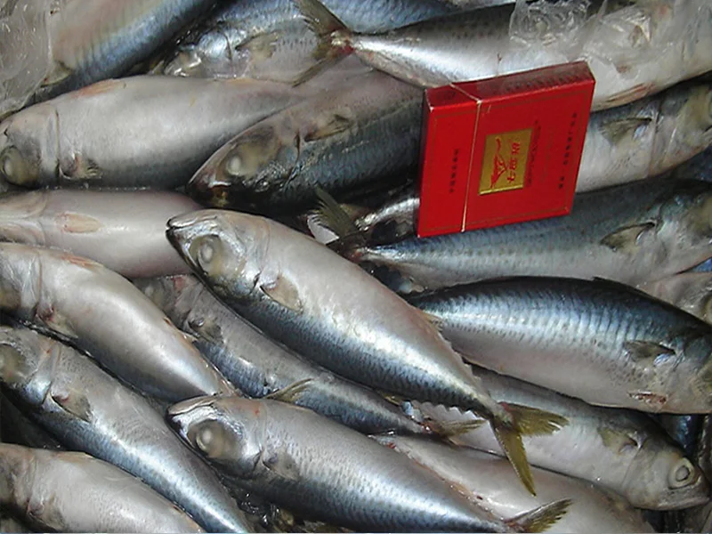 Top Quality Frozen Pacific Mackerel Fish With Wholesale