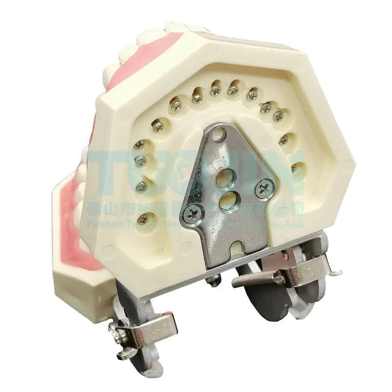 Dental Teeth Model For Dental Technician Practice Training Studyting Dentistry Typodont Models With Removable Tooth 28pcs Model