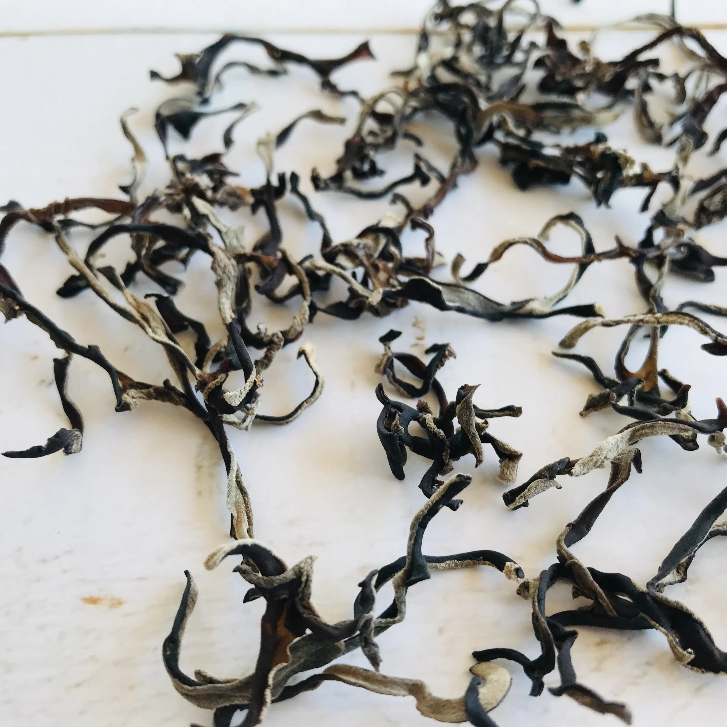 Japanese natural rich Wholesale champignon mushroom wood ear