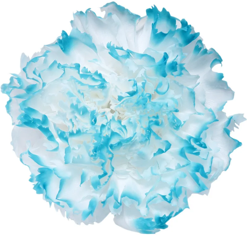 Preserved Eternal Carnations Heads Preserved Flowers Carnations 4~5cm Head The Stabilized Flower