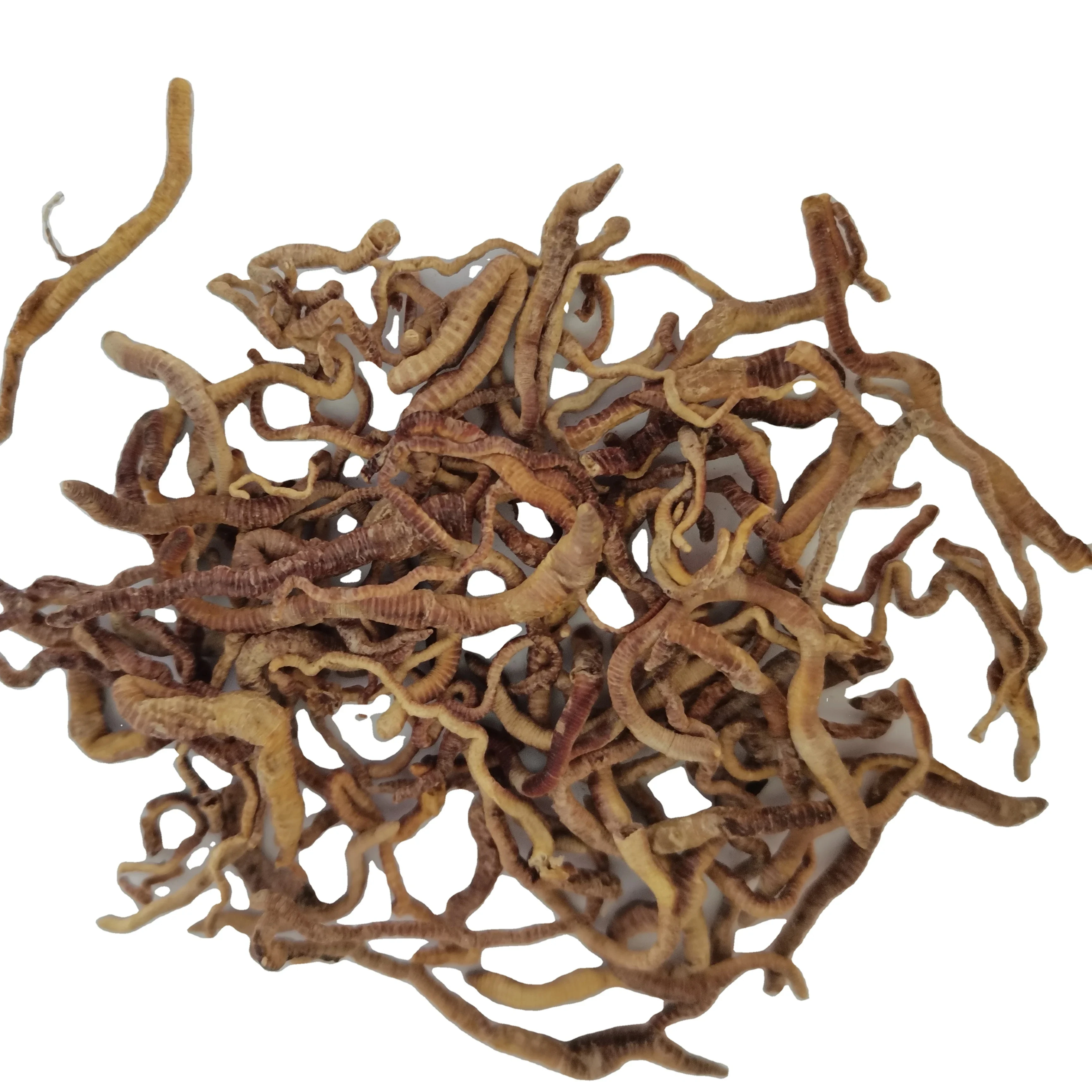 High-nutrient and high-protein Freeze dried earthworm for fish