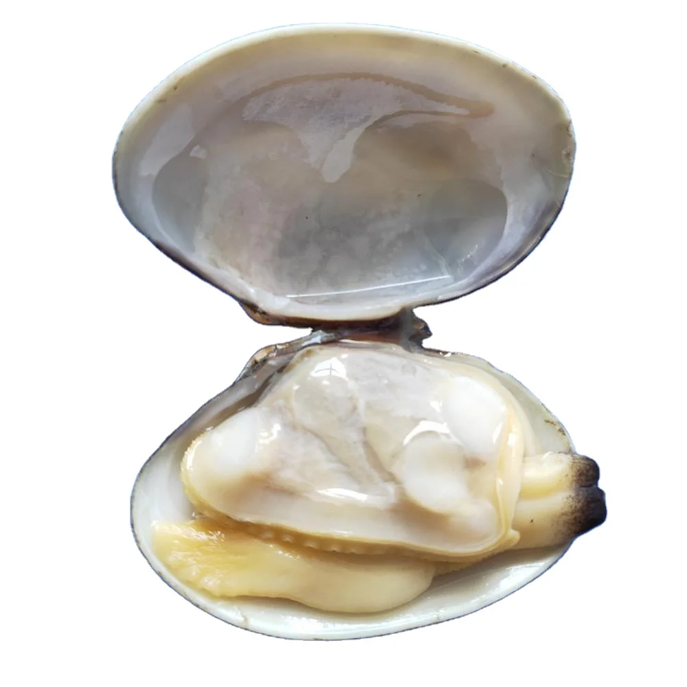 new frozen baby clams meat with shell