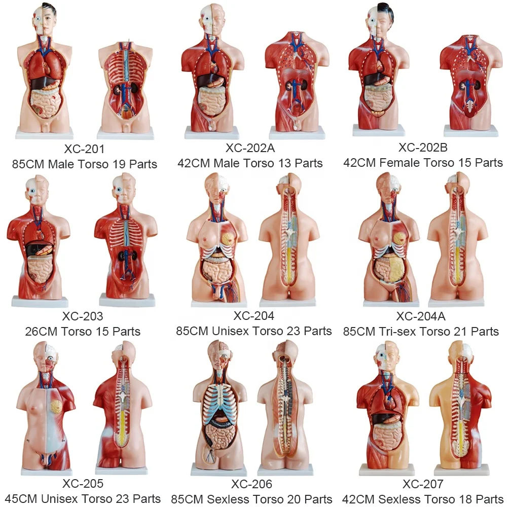 XC-208 Human Torso Model 85CM Dual Sex Torso 40 Parts