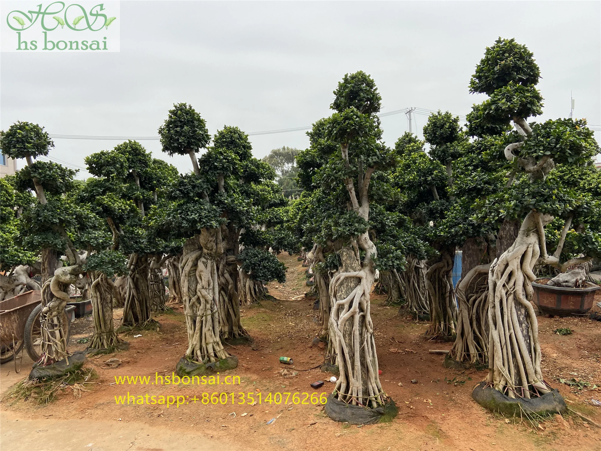 
hot sale top quality plant pot green foliage decorative green plants ficus microcarpa bonsai with stone 