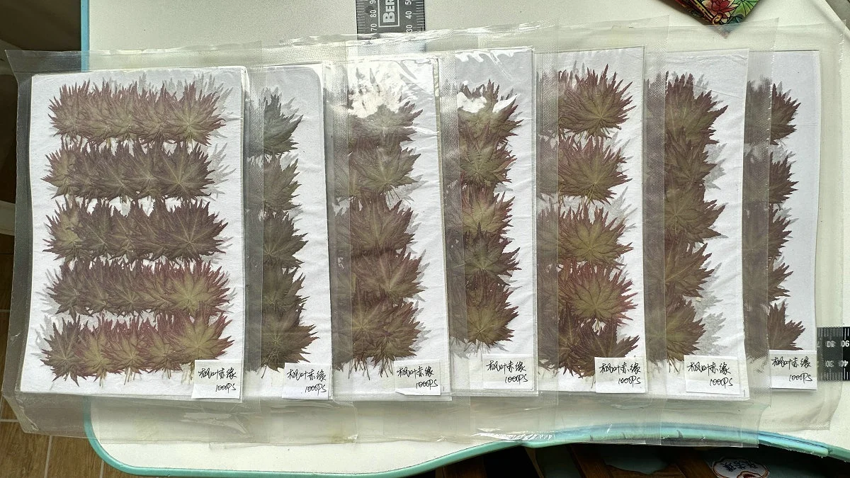 12pcs/pack Maple Leaf Autumn Color Series Pressed Leaf For Photo Paint Frame Resin DIY Craft