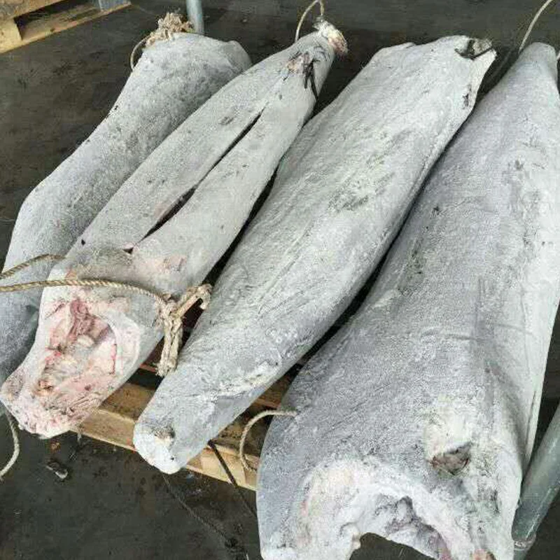 Frozen Marlin Fish Tetrapturus audax HGT