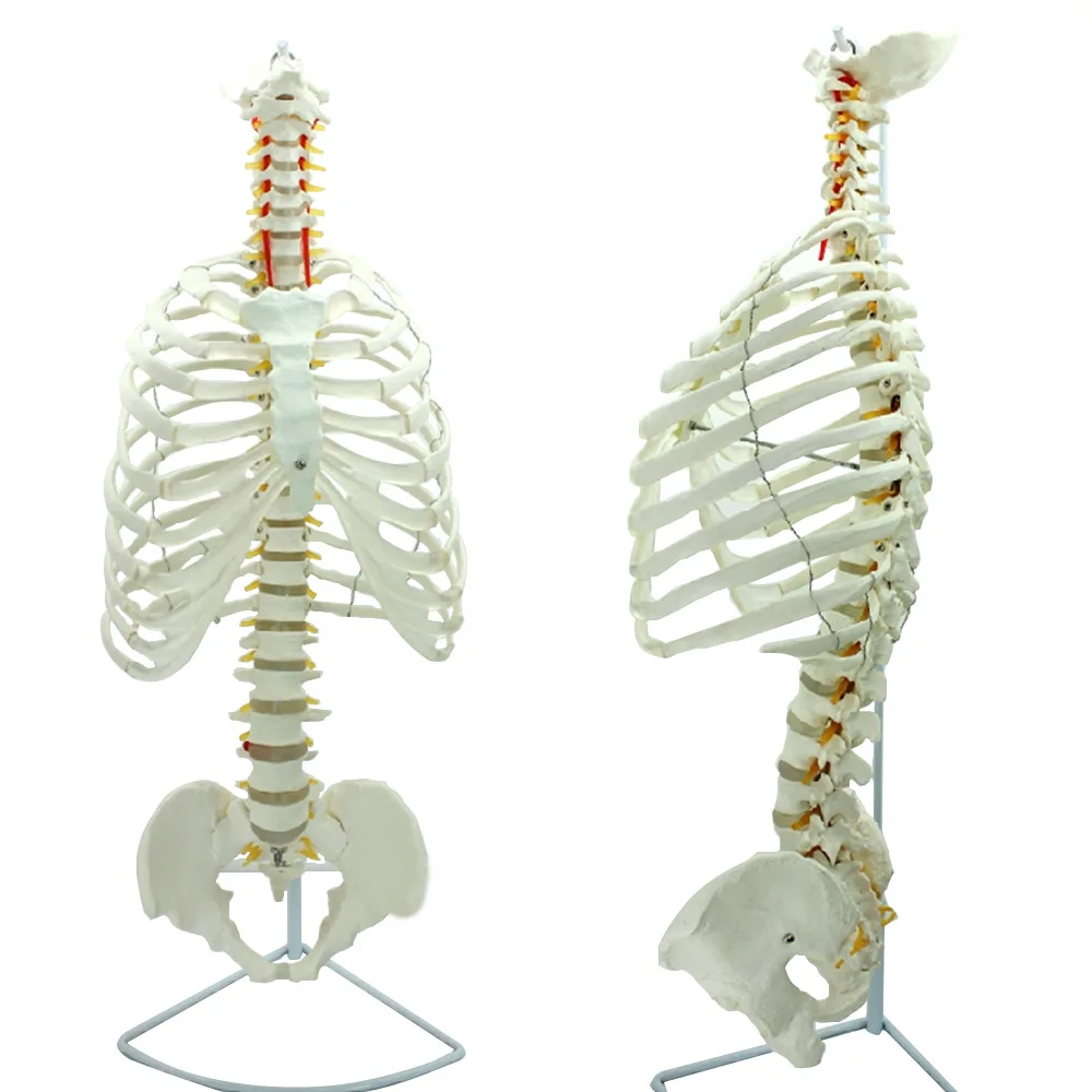 medical teaching resource anatomical models adult life size PVC material human rib skeleton model