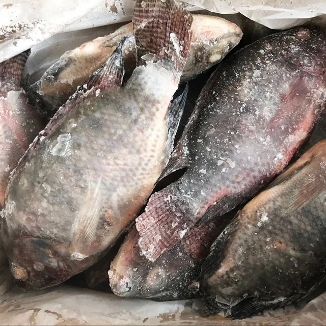  Свежая Рыба морепродукты замороженная черная Тилапия