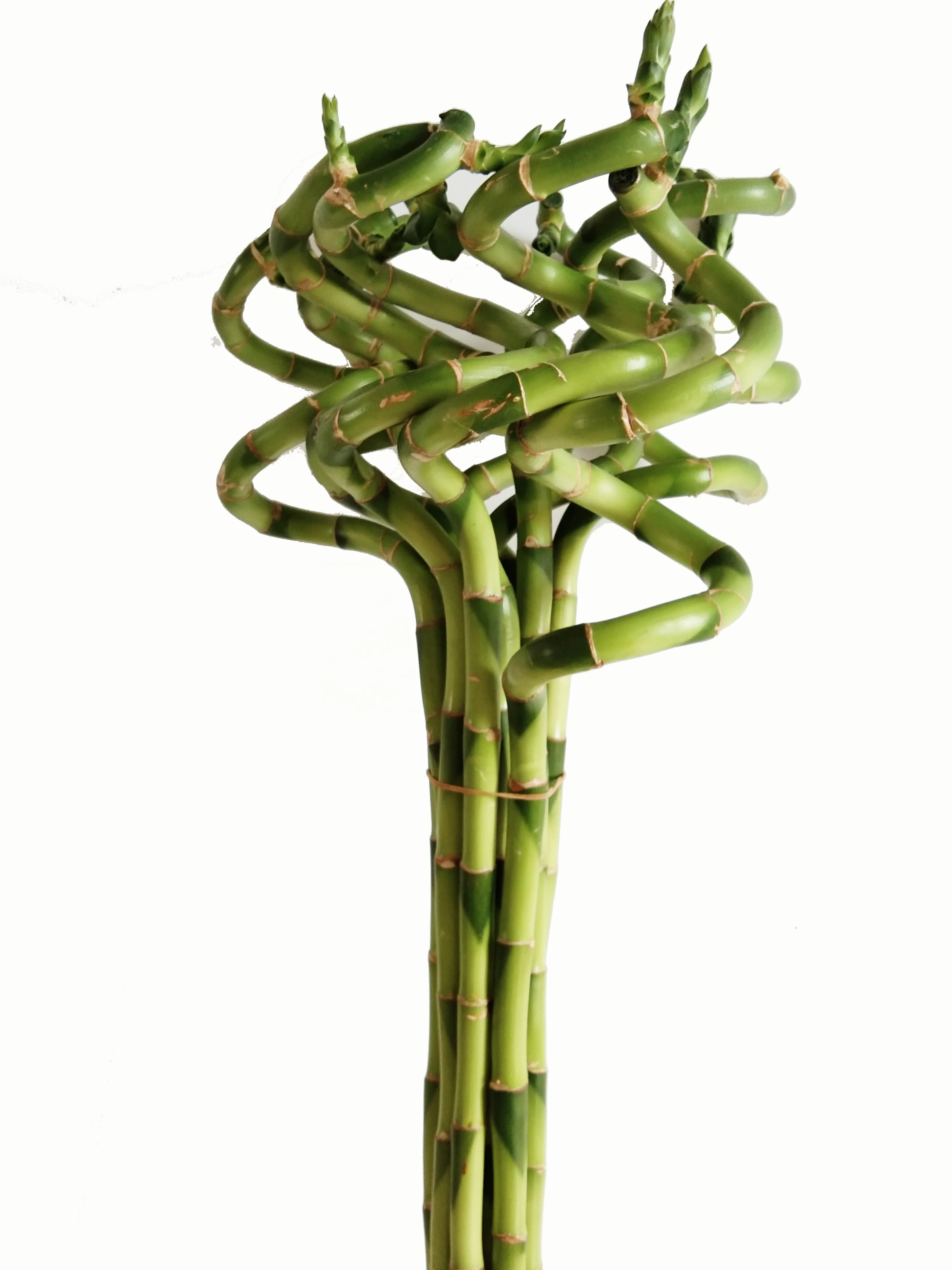 Artificial Spiral Lucky Bamboo Raw Single branch