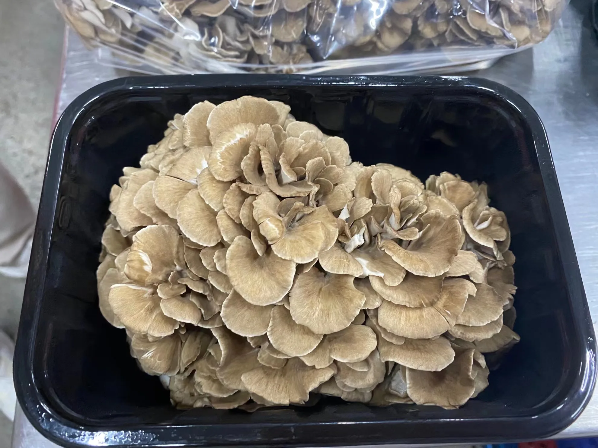 Китай свежий гриб Maitake для продаж