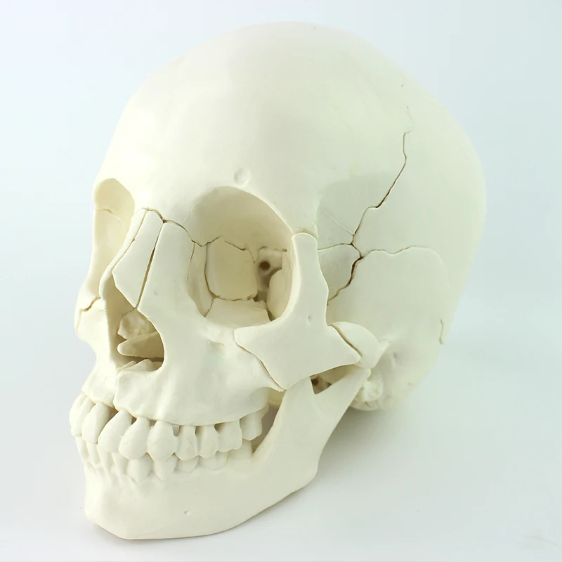 factory cheap price teaching model skeleton plastic skull model