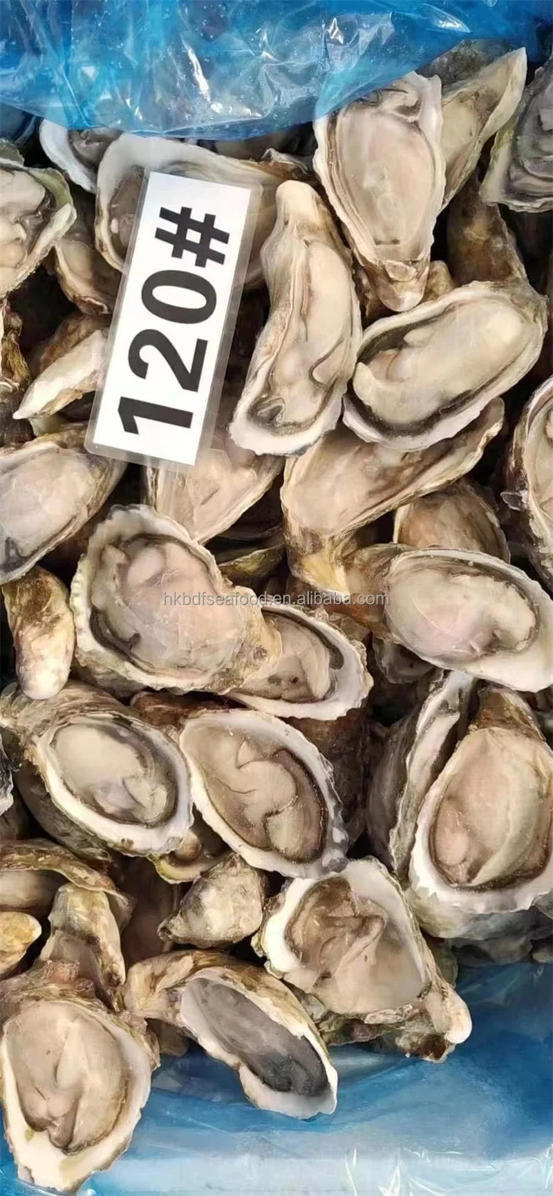 Frozen Freshwater High Quality Frozen Half Shell Pacific oyster