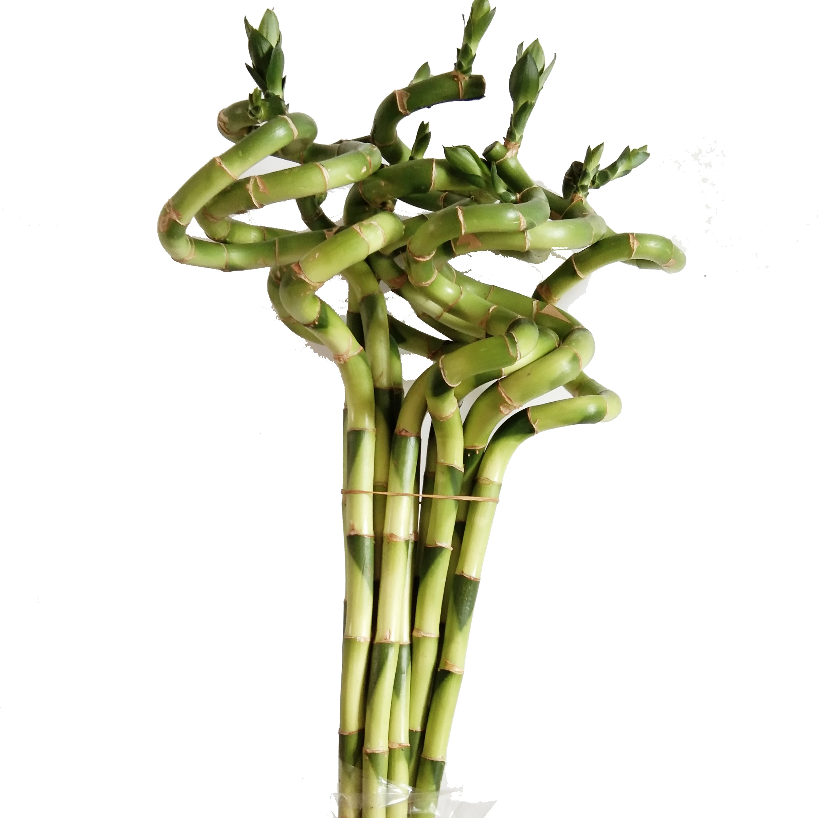 
Spiral lucky bamboo water living plants for sale 