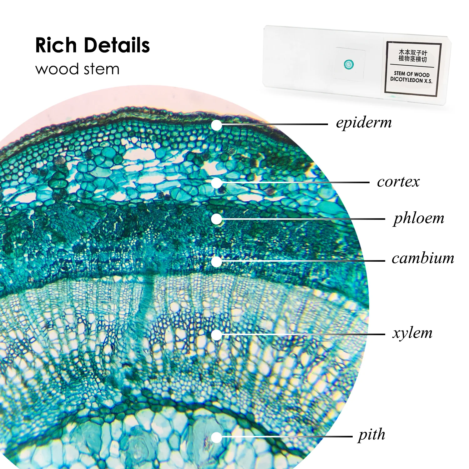 Teaching resources Medical science school supplies college student study zoology Parasitology Prepared Microscope Medical Slides