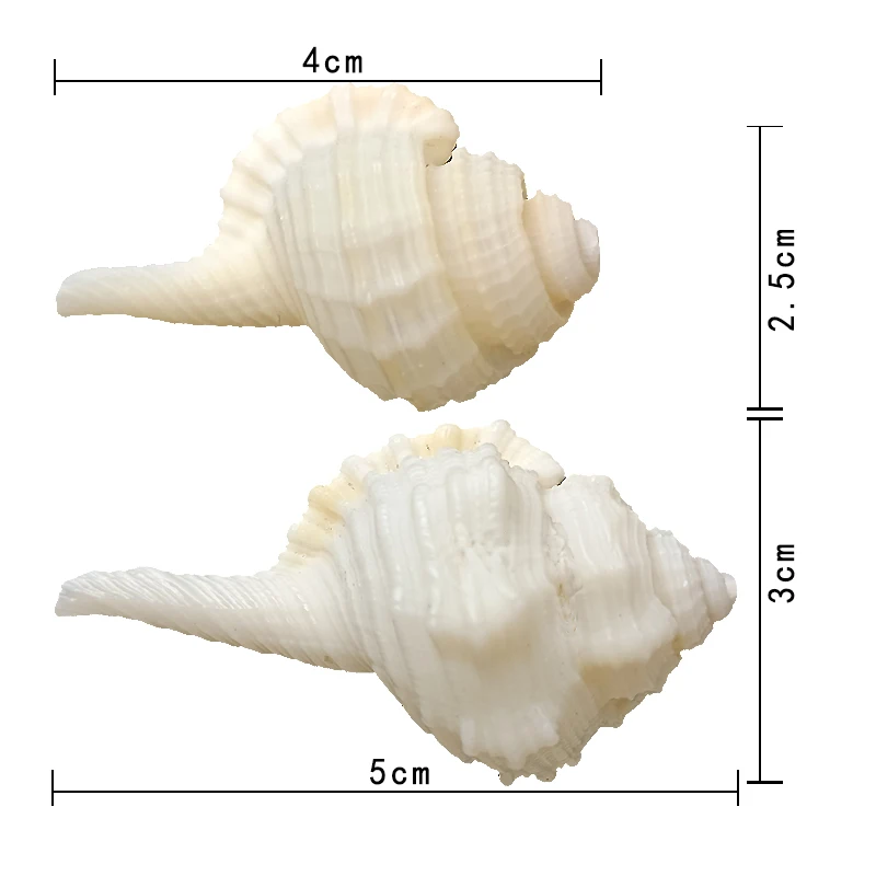 Wholesale natural conch all kind of seashells
