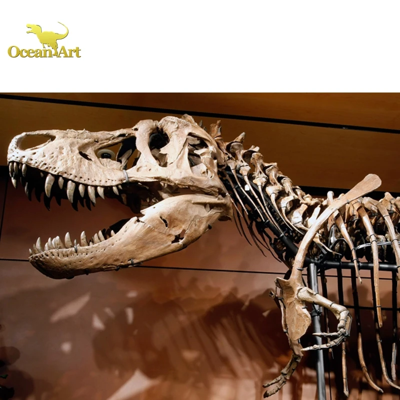 Outdoor Science Museum Exhibits Dinosaur Fossils