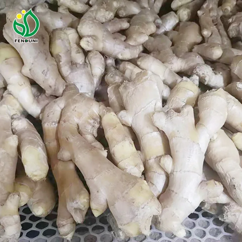 Good service Fresh Ginger And Dried Ginger For Export From China