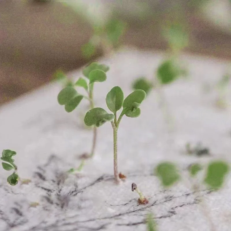 Рекламная бумага для семян на заказ Экологически чистая размером с логотип