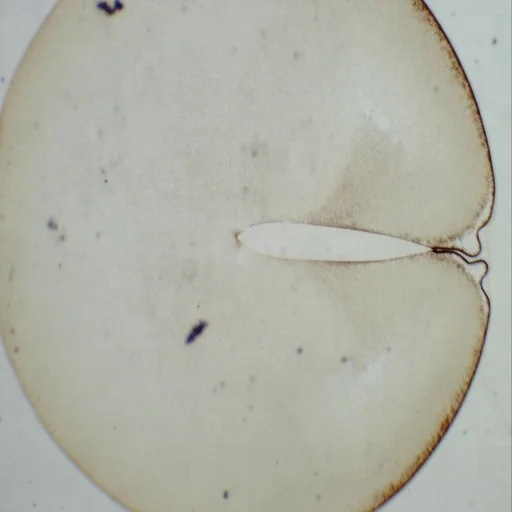 100 pcs Mixed Educational Biology Zoology Histology Prepared Microscopes Open Toe Flip Flops Biology Education