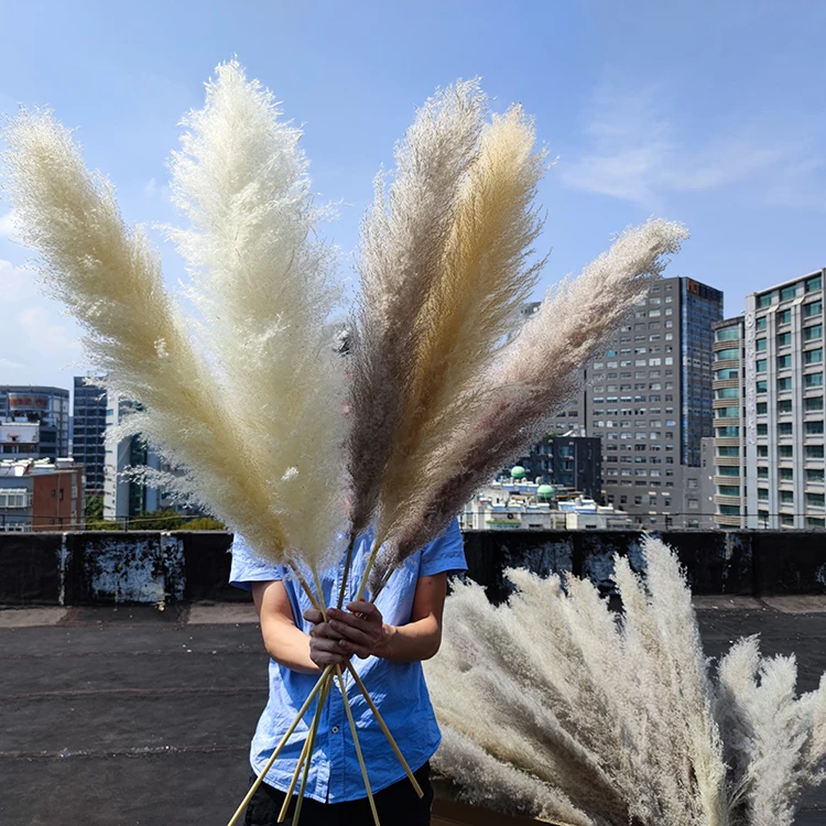 Large White Pampas Grass Long and Fluffy Natural Dried Flowers Artificial Silk Preserved for Wedding Decoration Supplies