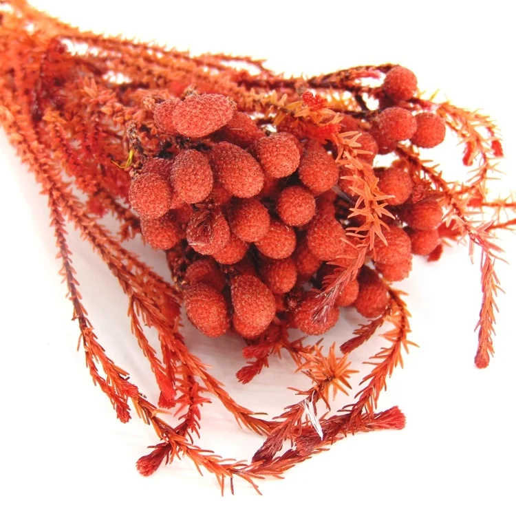 High quality preserved coral flower preserved flowers in glass preserved decor flowers