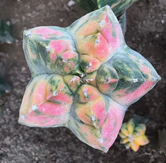 Распродажа, оптовая продажа, реалистичный кактус для дома и улицы, тайское растение для суккулентов, настоящие кактусы, онлайн кактусы для продажи