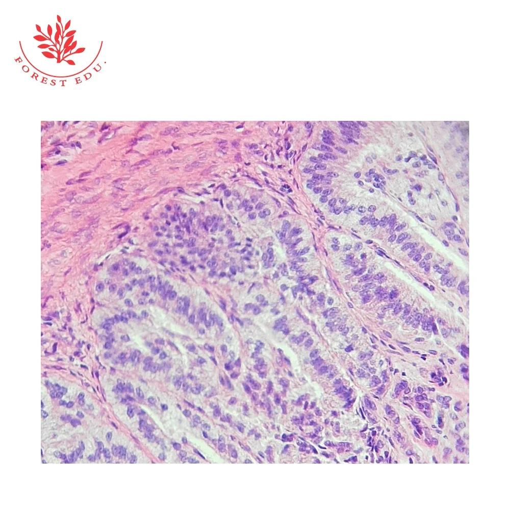 Teaching Resources Glass Slides High Quality Cover Glass Human Skin Sec Through Hair Slides Human Histology Slides