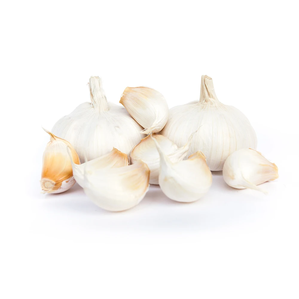 5.5 cm factory pure white fresh garlic price  2023 new fresh garlic from China white garlic