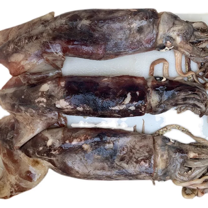 Hot selling high quality fresh frozen black squid whole squid factory wholesale price frozen black squid