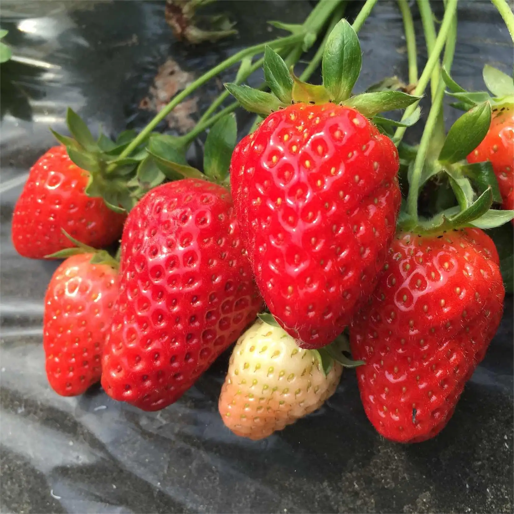Chinese high quality bulk fresh strawberries