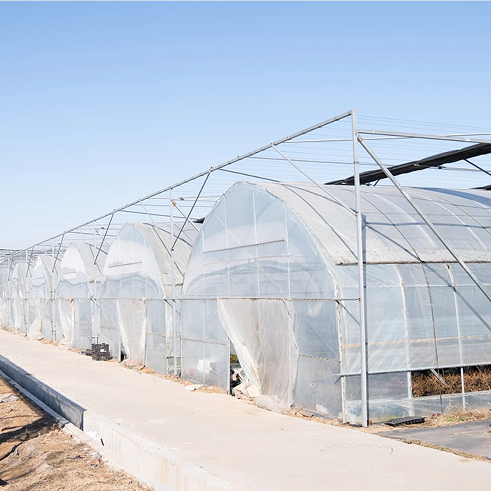 Smart Farming Agriculture Commercial Green Houses Plastic Film Greenhouse Tunnel Single Span Greenhouse