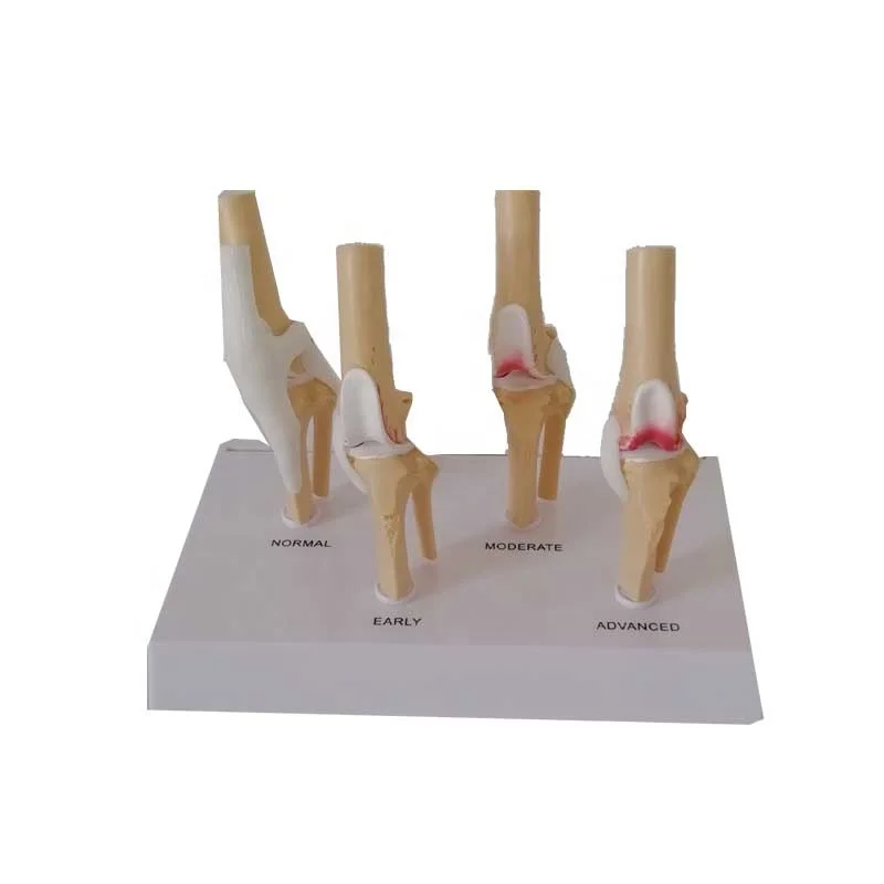 Анатомическая модель Высококачественная анатомическая медицинская собаки