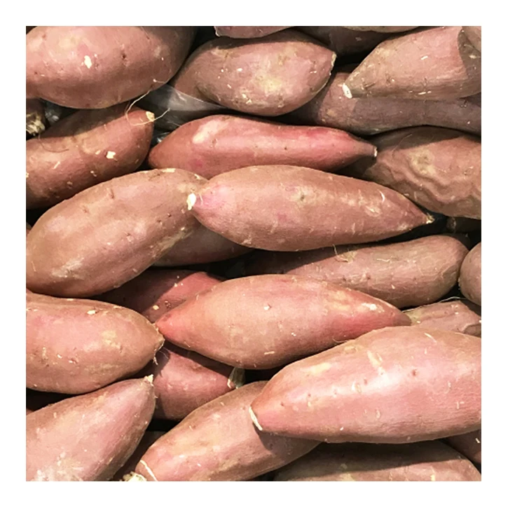 Japanese reasonable price delicious sweet potato from potato