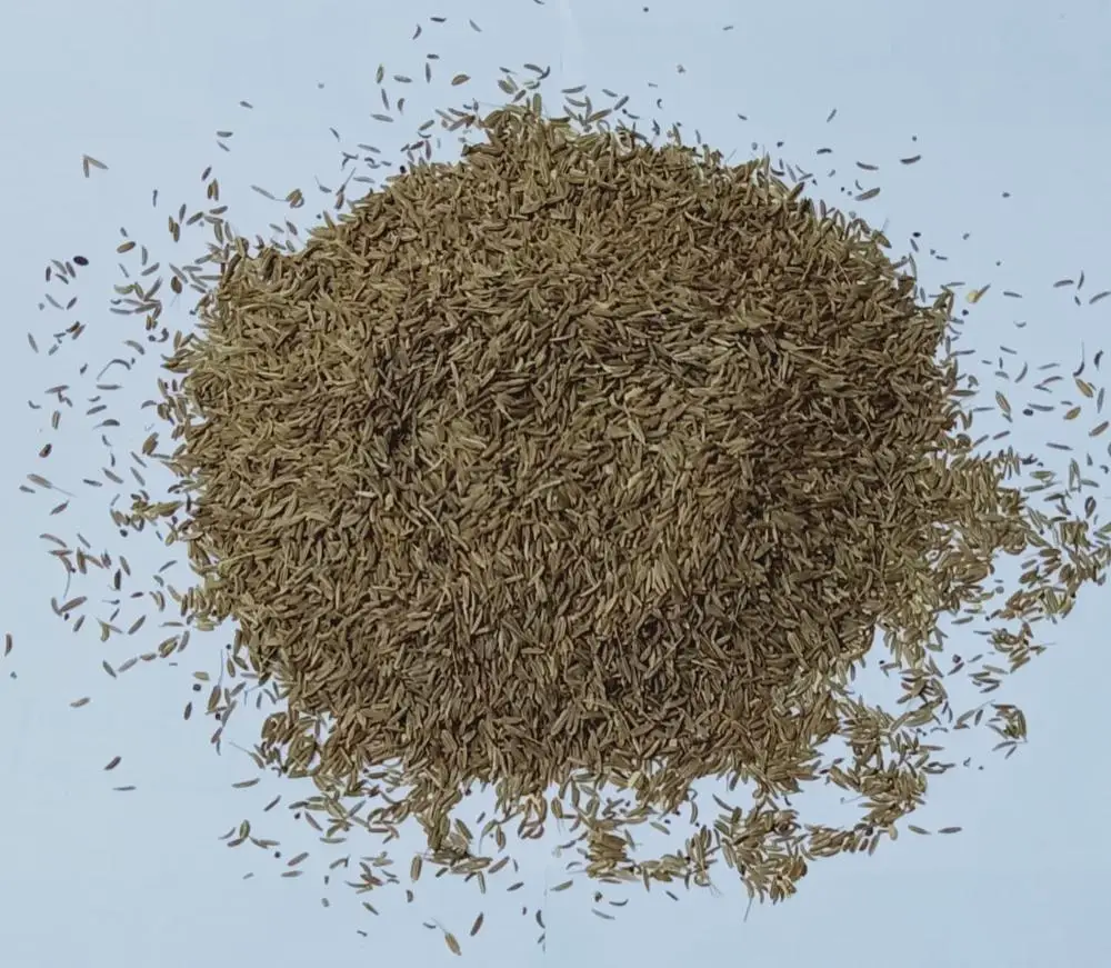 
Caraway Seed Reasonable Price SD Drying Process Single Herbs & Spices Fennel & Aniseed Raw Poem Available 2020 Granule ISO 