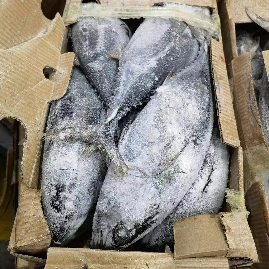 2025 New Frozen Skip Jack Fish Skipjack Tuna for Sale Good Quality