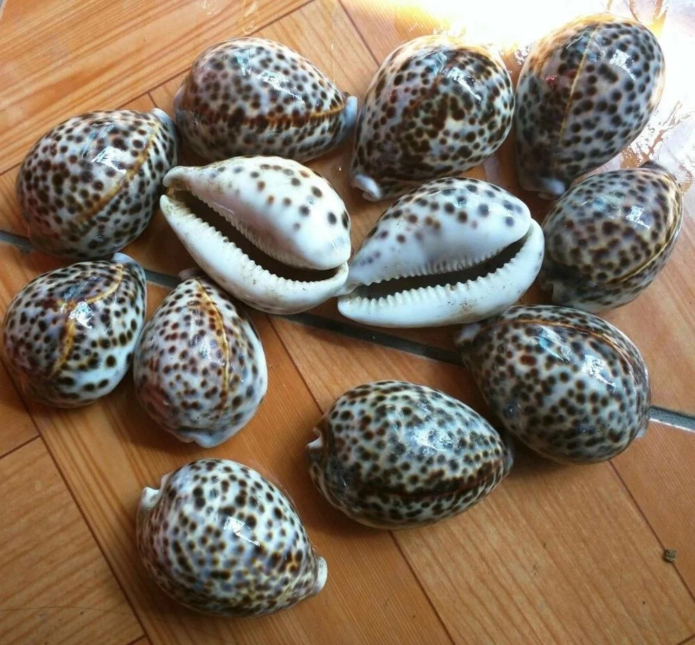 Syrinx Aruanus Shell /handicraft Seashell( 0084587176063 Whatsapp)