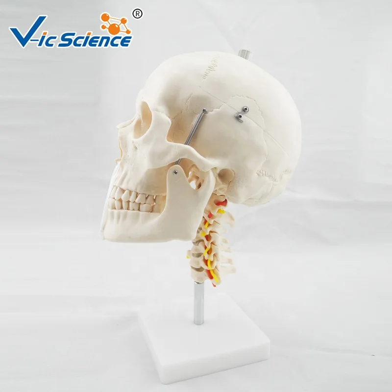 skull with cervical Spine life size human skeleton