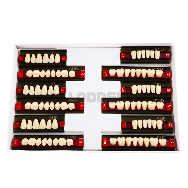 Synthetic Resin Teeth Full Set Two-Layers Teeth SND Factory Price Acrylic Resin Teeth For Clinic Lab
