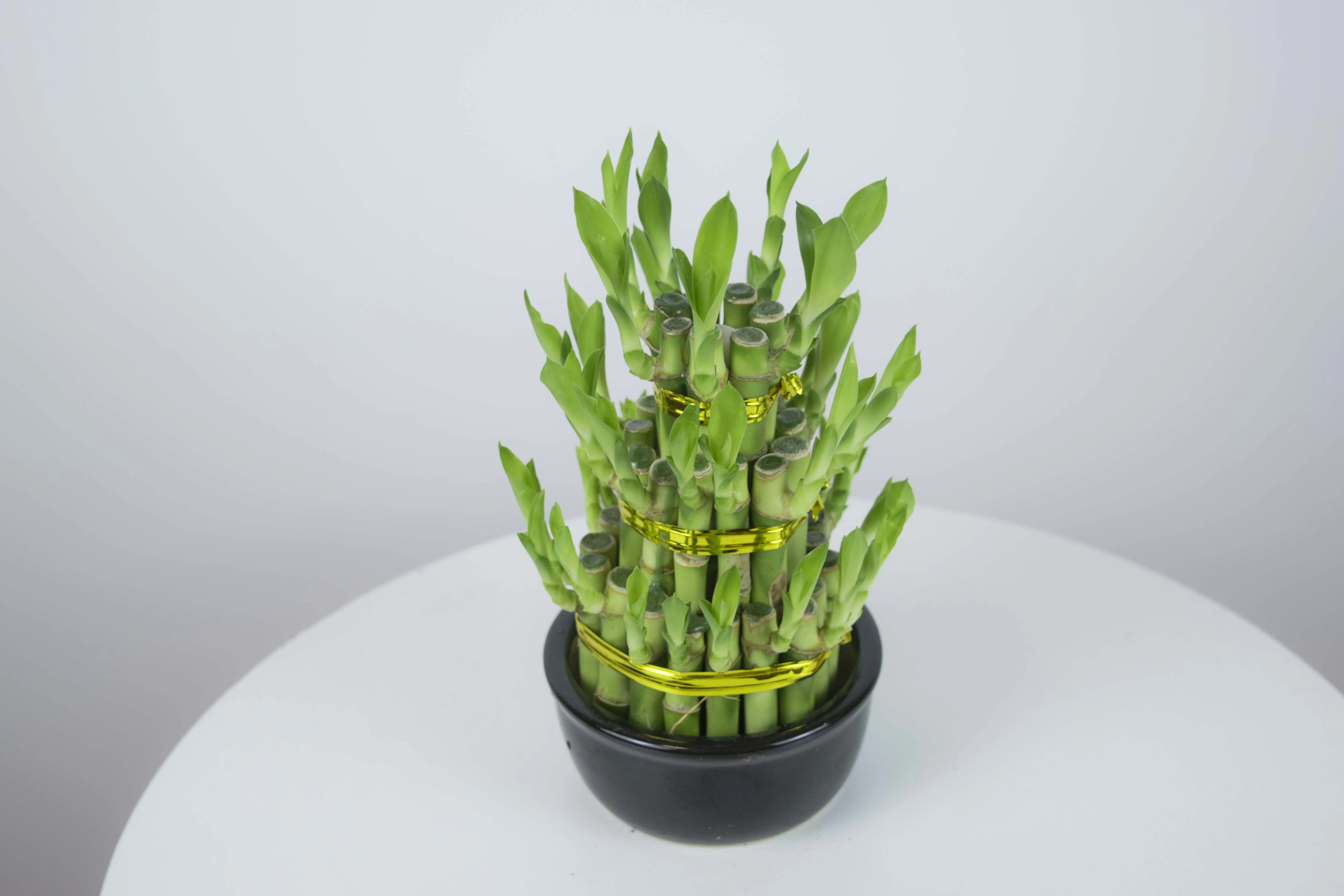 Крытый китайский бамбуковый завод Две башни счастливый бамбук