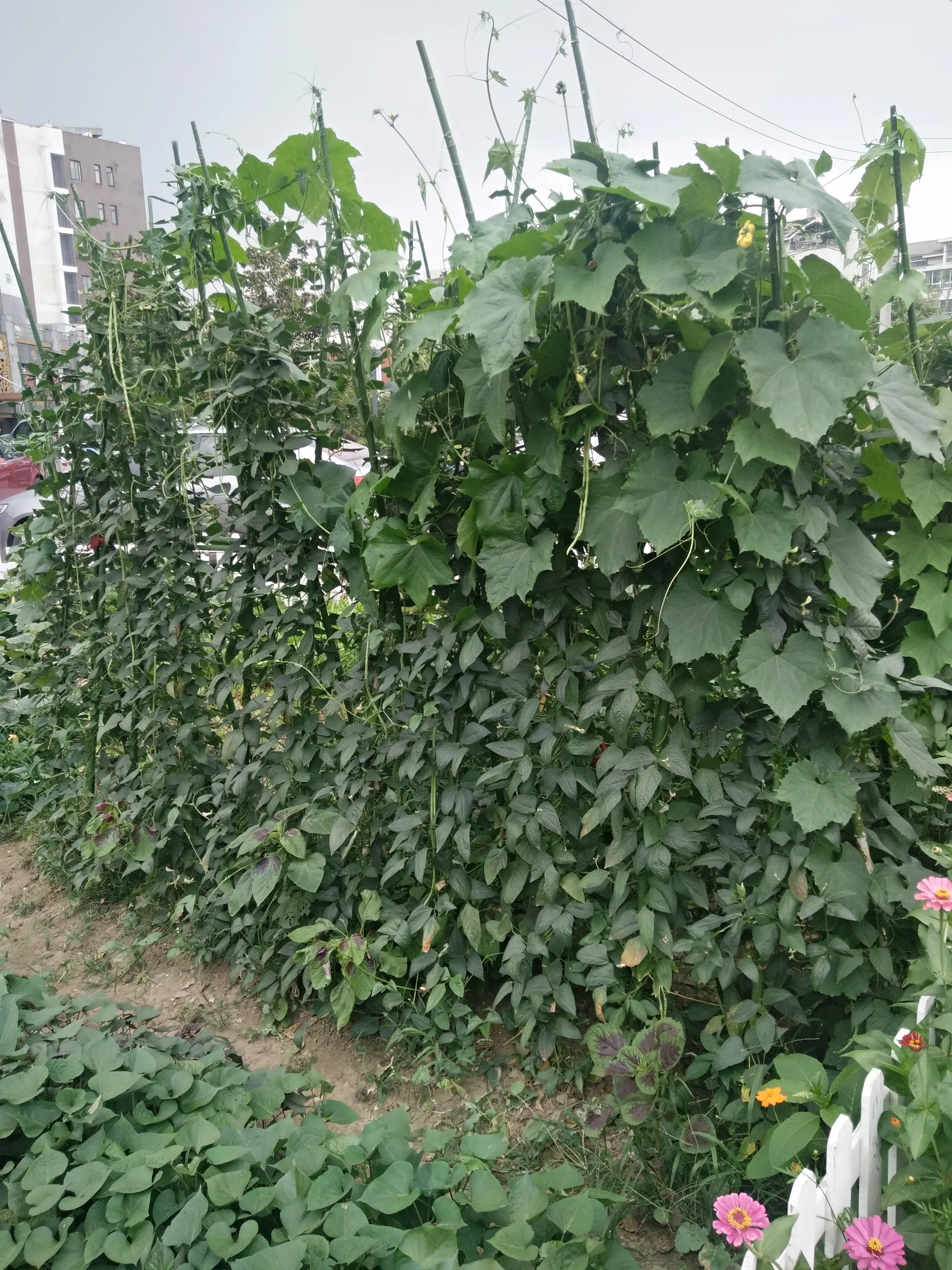 Colorful Butterfly Special For Spring Seasonal Metal Butterfly Garden Stakes Garden Weather Vane metal Rooster Stake